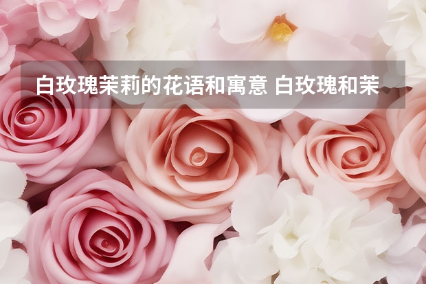 白玫瑰茉莉的花语和寓意 白玫瑰和茉莉代表的花语是什么