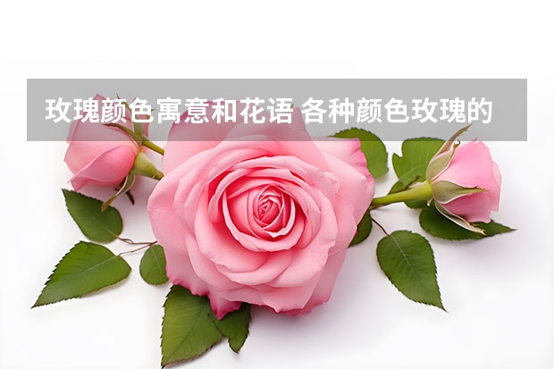 玫瑰颜色寓意和花语 各种颜色玫瑰的寓意和花语